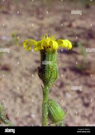 Attēlu rezultāti vaicājumam “Senecio viscosus flower”