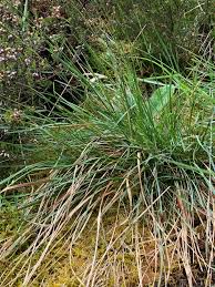 Attēlu rezultāti vaicājumam “Danthonia decumbens fruit”