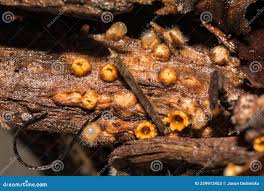 Attēlu rezultāti vaicājumam “Sphaerobolus stellatus”