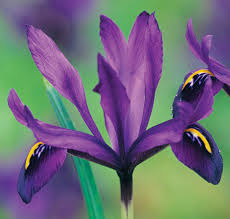 Attēlu rezultāti vaicājumam “Iris reticulata flower”