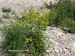 Attēlu rezultāti vaicājumam “Rorippa amphibia”