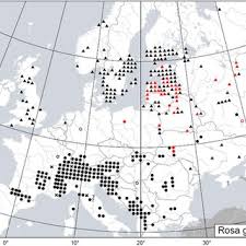 Attēlu rezultāti vaicājumam “Rosa glabrifolia”