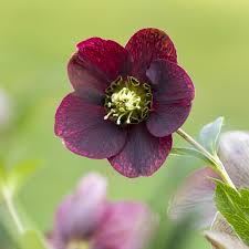 Image result for Christrose