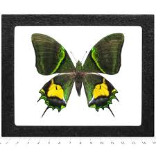 Attēlu rezultāti vaicājumam “Capsus ater imago”