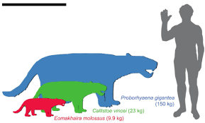 Attēlu rezultāti vaicājumam “Lycogala convexum young”
