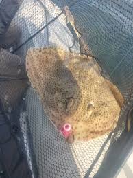 Image result for Raja montagui