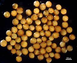 Attēlu rezultāti vaicājumam “Cribraria costata spores”