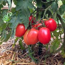 Afbeeldingsresultaat voor amish paste tomato