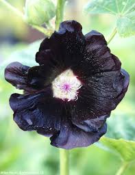Image result for Alcea rosea nigra