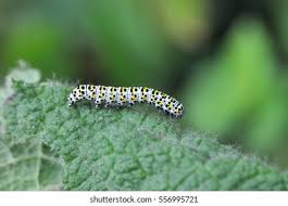 Attēlu rezultāti vaicājumam “Cucullia verbasci larva”