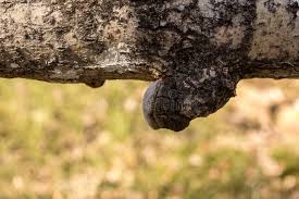 Attēlu rezultāti vaicājumam “Phellinus tremulae”