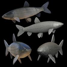 Image result for Ctenopharyngodon idella