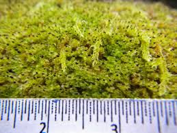 Attēlu rezultāti vaicājumam “Scapania apiculata”