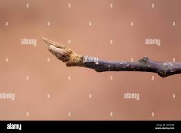 Attēlu rezultāti vaicājumam “Frangula alnus bud”