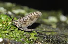 Attēlu rezultāti vaicājumam “Ephemera vulgata”