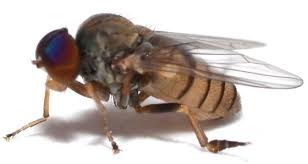 Attēlu rezultāti vaicājumam “Platypezidae”