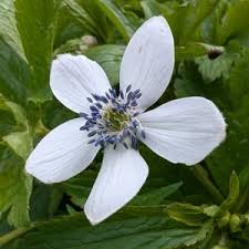 Attēlu rezultāti vaicājumam “Anemone sylvestris bud”