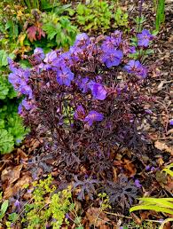 Attēlu rezultāti vaicājumam “Geranium pratense leaf”