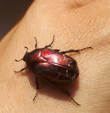 Attēlu rezultāti vaicājumam “Cetonia aurata”