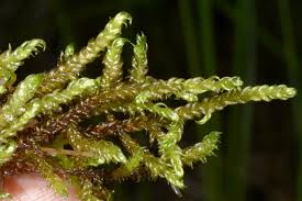 Attēlu rezultāti vaicājumam “Calliergonella lindbergii”