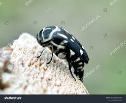 Attēlu rezultāti vaicājumam “Mordella sp.”