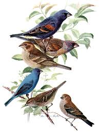 Image result for Passerina cyanea