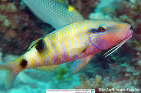 Image result for Parupeneus trifasciatus