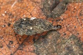 Attēlu rezultāti vaicājumam “Incurvaria oehlmanniella”