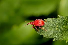 Attēlu rezultāti vaicājumam “Apion sp.”