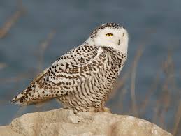 Image result for Bubo scandiacus