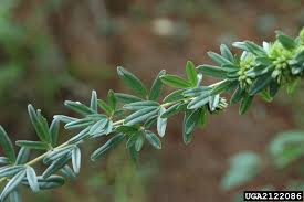 Attēlu rezultāti vaicājumam “Lophozia capitata”