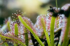 Attēlu rezultāti vaicājumam “Drosera anglica fruit”