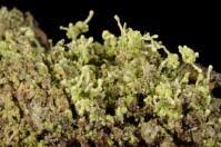 Attēlu rezultāti vaicājumam “Chaenotheca phaeocephala”