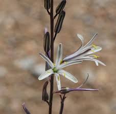 Attēlu rezultāti vaicājumam “Campylophyllum calcareum sporophyte”
