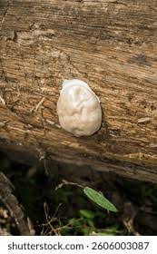 Attēlu rezultāti vaicājumam “Reticularia lobata spores”