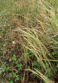 Attēlu rezultāti vaicājumam “Festuca psammophila”