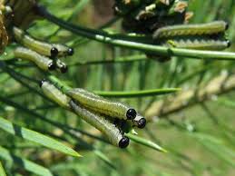 Attēlu rezultāti vaicājumam “Neodiprion sertifer larva”