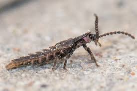 Attēlu rezultāti vaicājumam “Phosphaenus hemipterus”