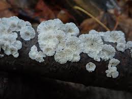 Attēlu rezultāti vaicājumam “Plicaturopsis crispa”