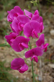 Attēlu rezultāti vaicājumam “Lathyrus sylvestris leaf”