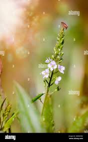 Attēlu rezultāti vaicājumam “Veronica anagallis-aquatica flower”