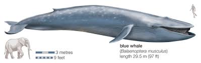 Image result for Balaenoptera borealis