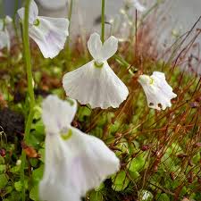Attēlu rezultāti vaicājumam “Utricularia intermedia flower”