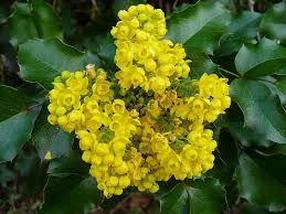 Attēlu rezultāti vaicājumam “Mahonia aquifolium”
