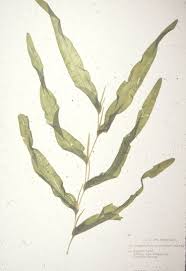 Attēlu rezultāti vaicājumam “Potamogeton praelongus”