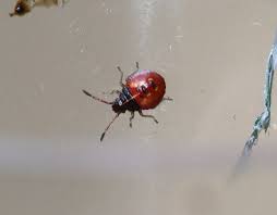 Attēlu rezultāti vaicājumam “Elasmucha ferrugata”