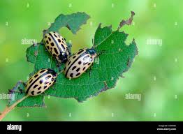 Attēlu rezultāti vaicājumam “Chrysomela vigintipunctata”