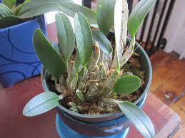 Attēlu rezultāti vaicājumam “Didymium aggregatum”