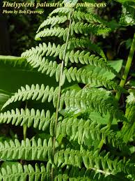 Attēlu rezultāti vaicājumam “Thelypteris palustris”