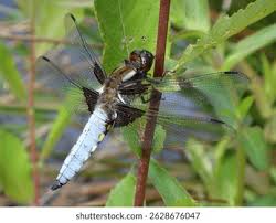 Attēlu rezultāti vaicājumam “Libellula depressa male”